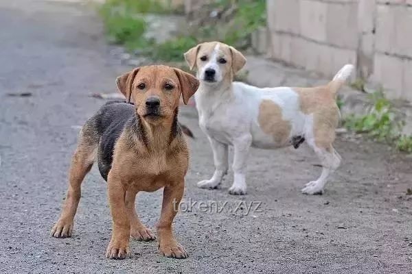 农村狗狗因霸气走红：狗主人回应与网络现象背后的故事